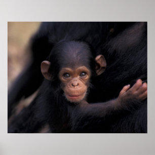 Afrika, Tanzania, Gombe Nat'l Park, Flirt, a Poster