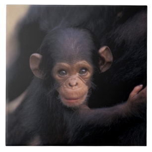 Afrika, Tanzania, Gombe Nat'l Park Kakelplatta