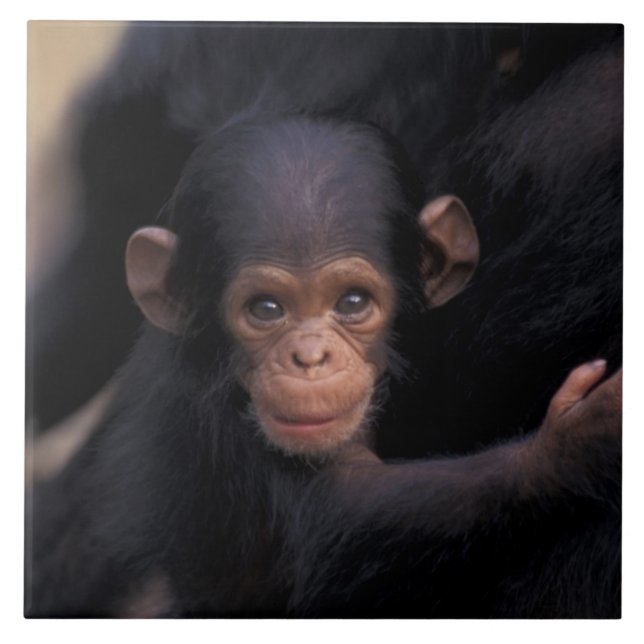 Afrika, Tanzania, Gombe Nat'l Park Kakelplatta (Framsidan)