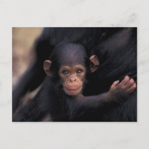 Afrika, Tanzania, Gombe Nat'l Park Vykort