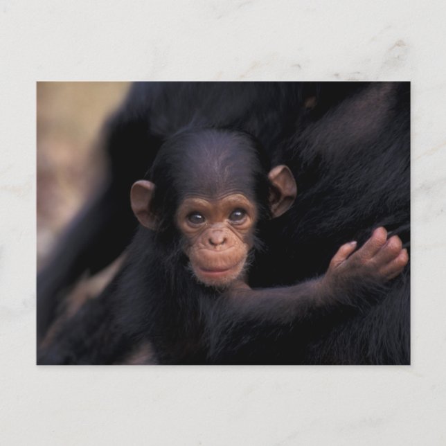 Afrika, Tanzania, Gombe Nat'l Park Vykort (Framsida)