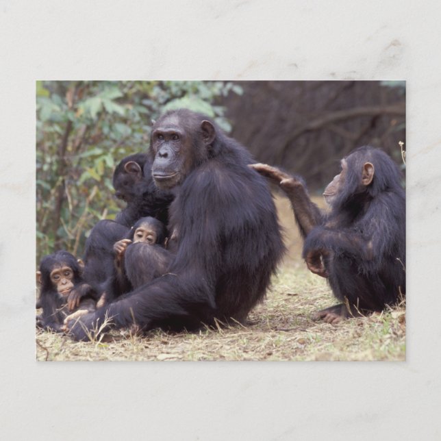 Afrika, Tanzania, Gombe NP Spädbarnskvinna Vykort (Framsida)