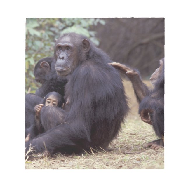 Afrika, Tanzania, Gombe NP Spedbarn kvinna Anteckningsblock (Framsida)