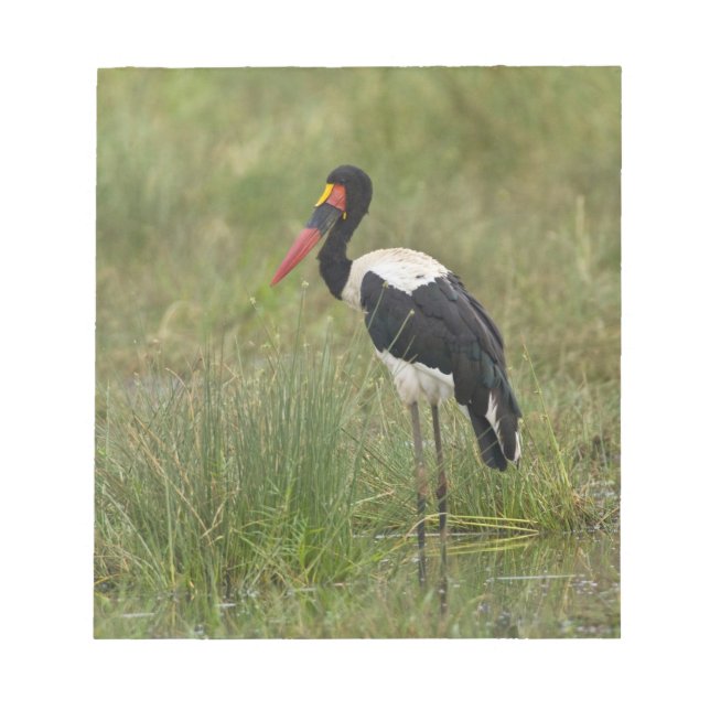 Afrika. Tanzania. Hane Sadelstork Anteckningsblock (Framsida)