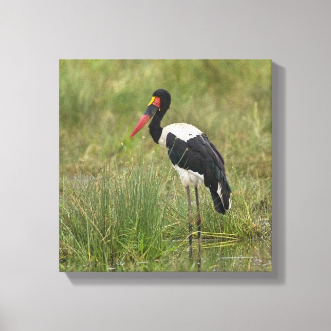 Afrika. Tanzania. Hane Sadelstork Canvastryck (Framsida)