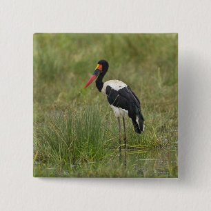 Afrika. Tanzania. Hane Sadelstork Knapp