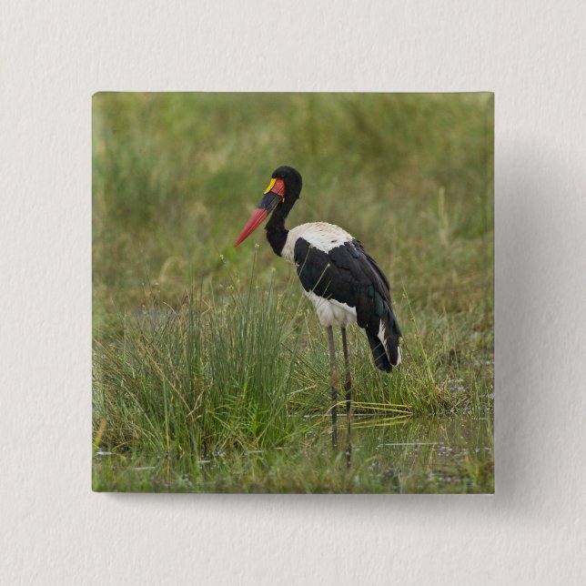 Afrika. Tanzania. Hane Sadelstork Knapp (Framsida)