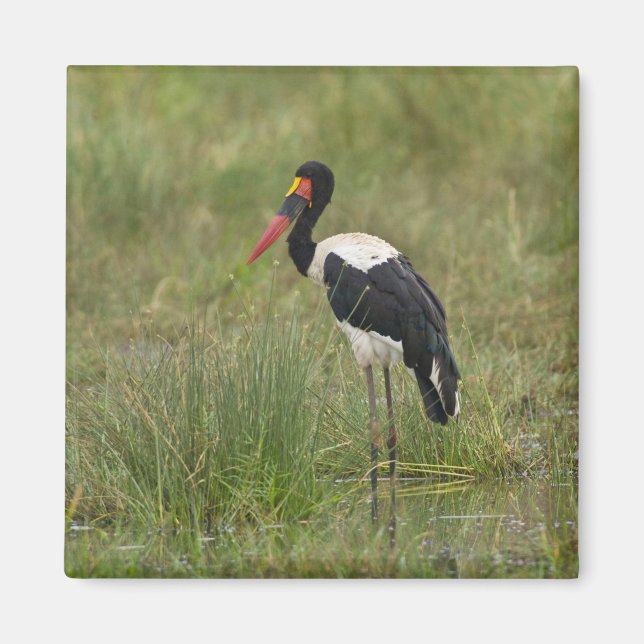 Afrika. Tanzania. Hane Sadelstork Magnet (Framsidan)