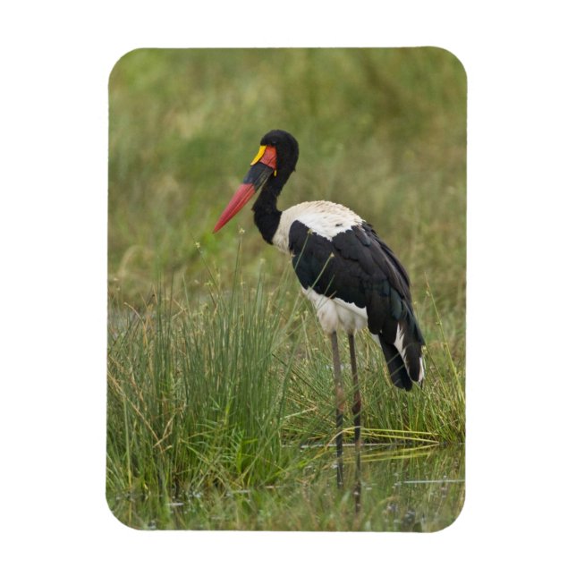 Afrika. Tanzania. Hane Sadelstork Magnet (Vertikal)