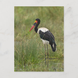 Afrika. Tanzania. Hane Sadelstork Vykort