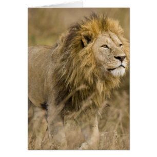 Afrika. Tanzania. Hanlion vid Ngorongoro Hälsningskort