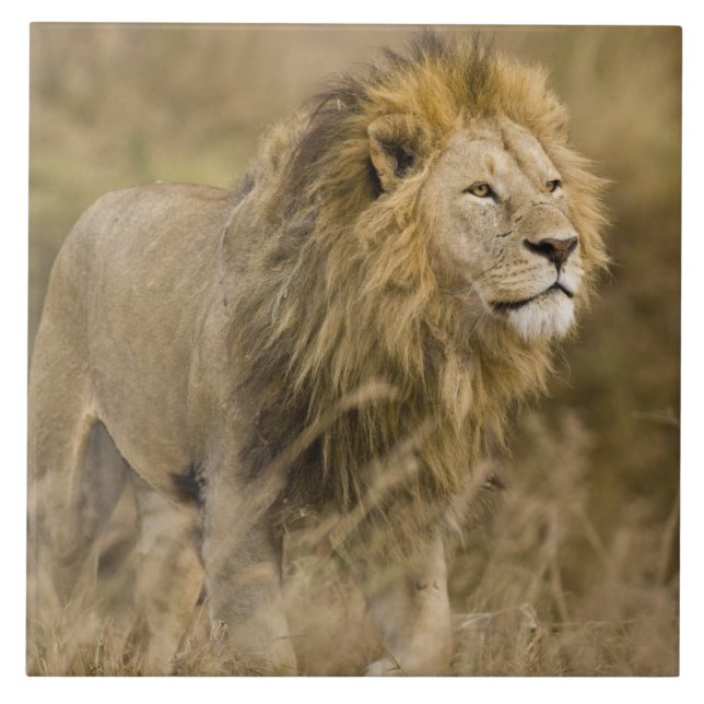 Afrika. Tanzania. Hanlion vid Ngorongoro Kakelplatta (Framsidan)