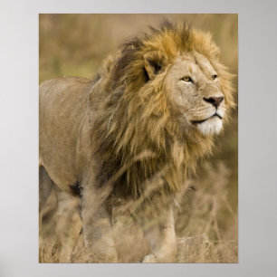 Afrika. Tanzania. Hanlion vid Ngorongoro Poster