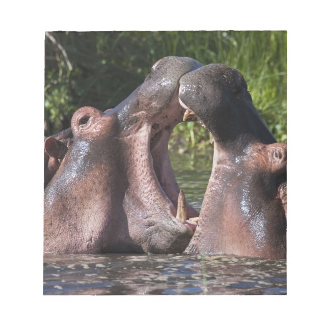 Afrika. Tanzania. Hippopotamus sparring Anteckningsblock (Framsida)
