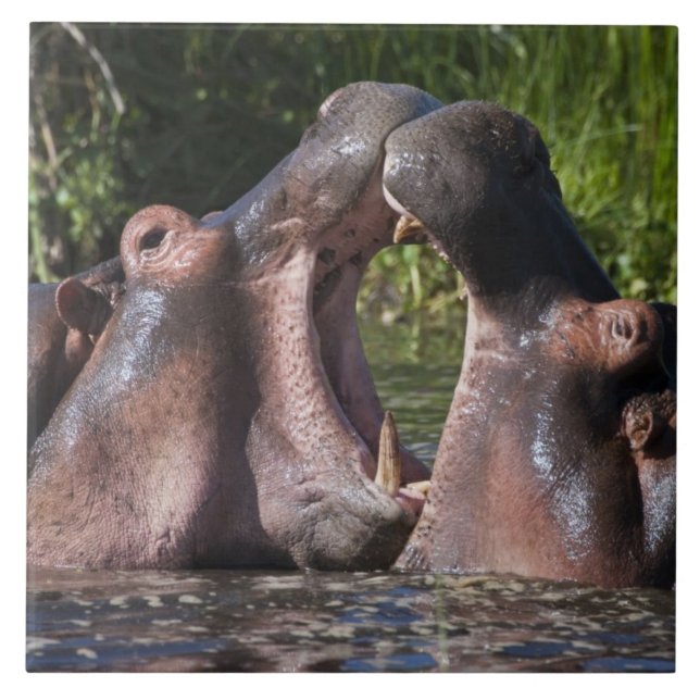 Afrika. Tanzania. Hippopotamus sparring Kakelplatta (Framsidan)