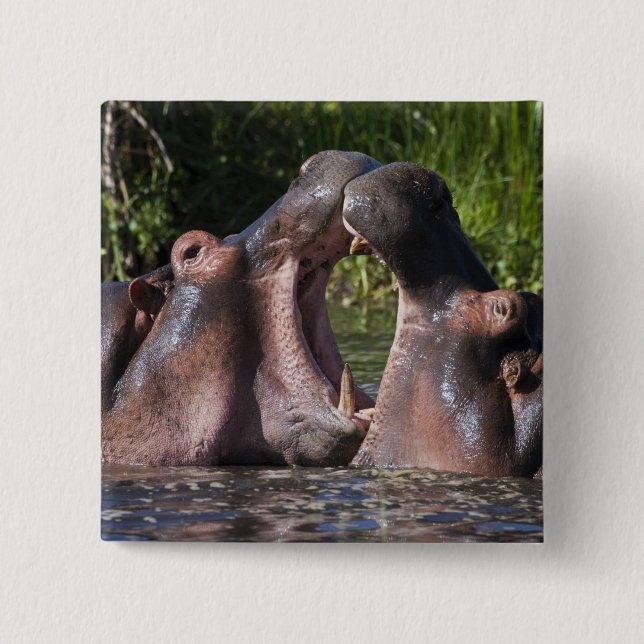 Afrika. Tanzania. Hippopotamus sparring Knapp (Framsida)