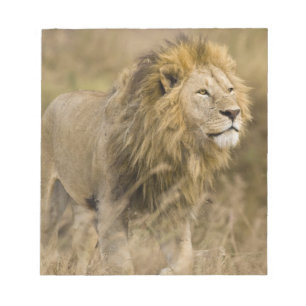 Afrika. Tanzania. L männ Lion vid Ngorongoro Anteckningsblock