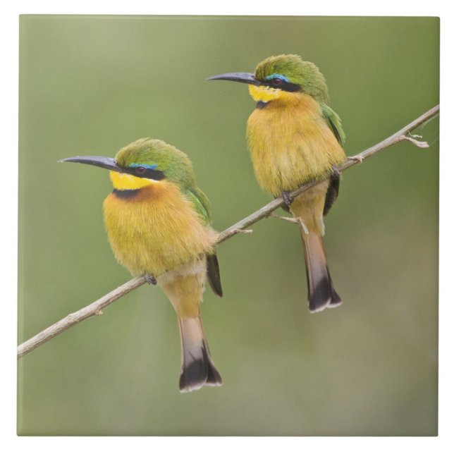 Afrika. Tanzania. Little Bee Eaters på Manyara Kakelplatta (Framsidan)