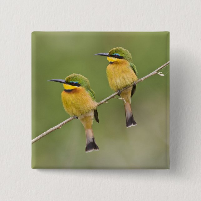 Afrika. Tanzania. Little Bee Eaters på Manyara Knapp (Framsida)