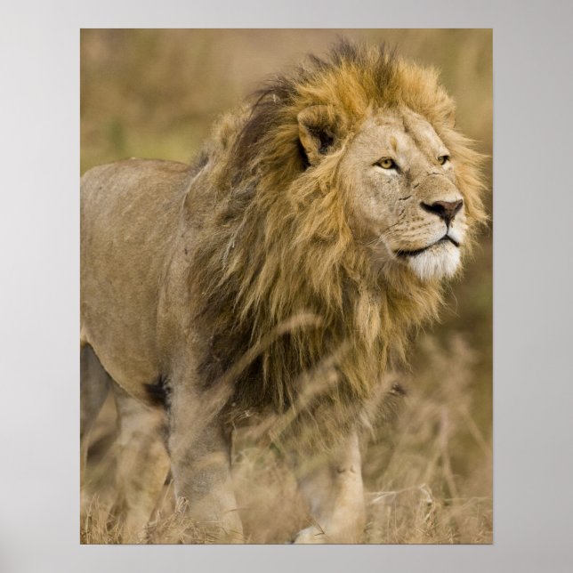 Afrika. Tanzania. Male Lejon vid Ngorongoro Poster (Framsidan)