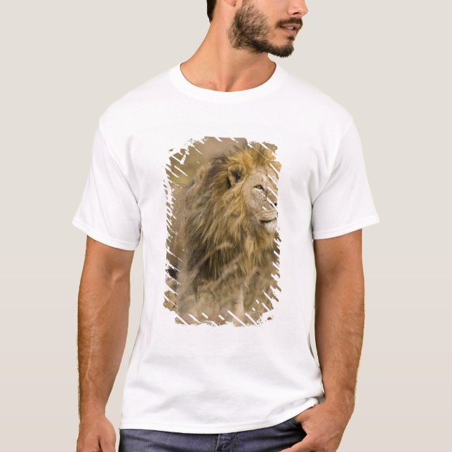 Afrika. Tanzania. Male Lejon vid Ngorongoro T Shirt (Framsida)
