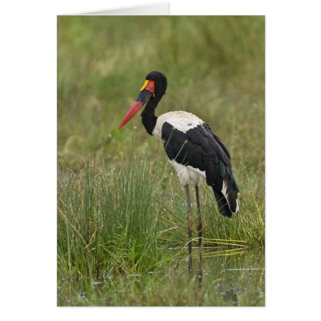 Afrika. Tanzania. Male Saddle billed Stork Hälsningskort (Framsidan)