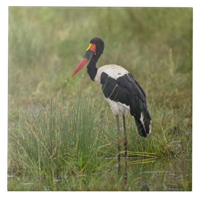 Afrika. Tanzania. Male Saddle billed Stork Kakelplatta (Framsidan)