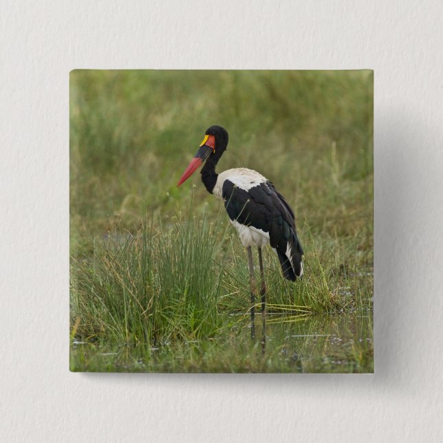 Afrika. Tanzania. Male Saddle billed Stork Knapp (Framsida)