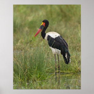 Afrika. Tanzania. Male Saddle billed Stork på Poster
