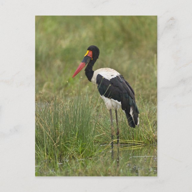 Afrika. Tanzania. Male Saddle billed Stork Vykort (Framsida)