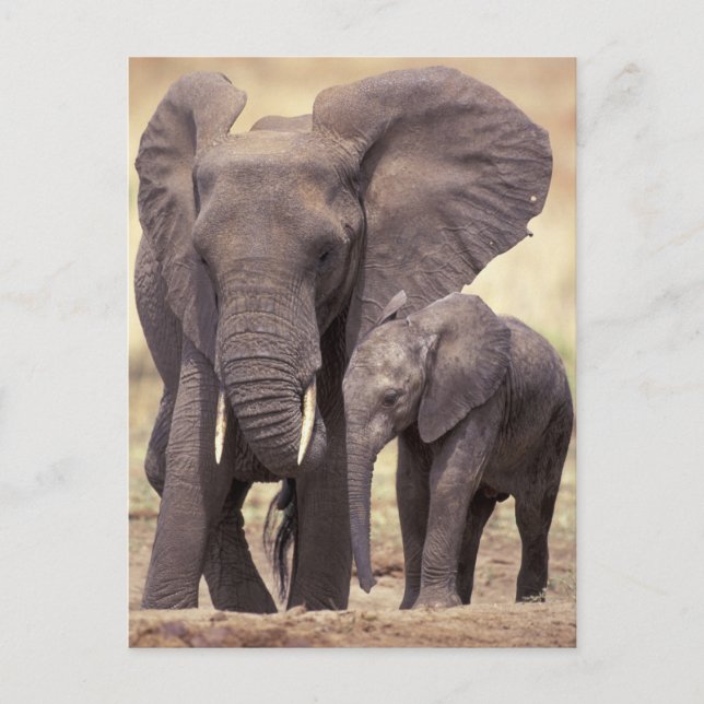 Afrika, Tanzania, nationalparken Tarangire. 2 Vykort (Framsida)