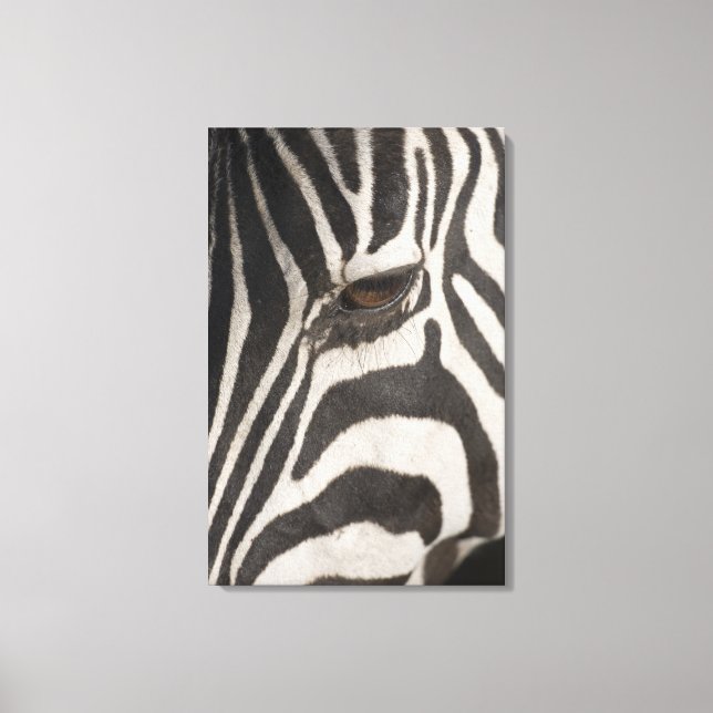 afrika, Tanzania, Ngorongoro Conservation Area Canvastryck (Framsida)