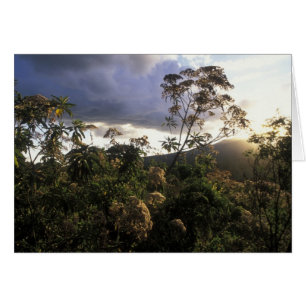 Afrika, Tanzania, Ngorongoro Conservation Area, Hälsningskort