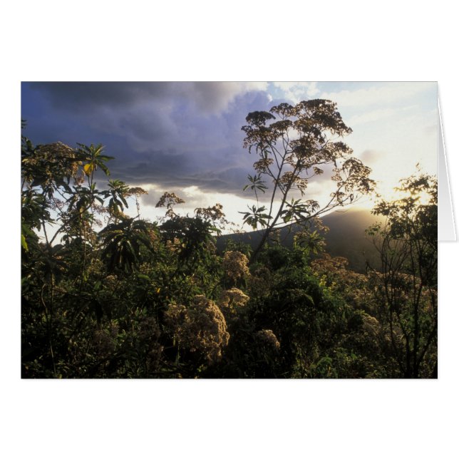 Afrika, Tanzania, Ngorongoro Conservation Area, Hälsningskort (Framsidan Horizontal)