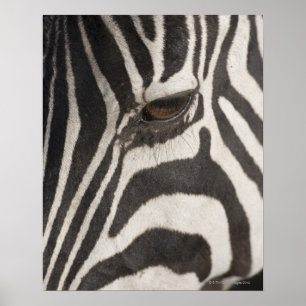 afrika, Tanzania, Ngorongoro Conservation Area Poster