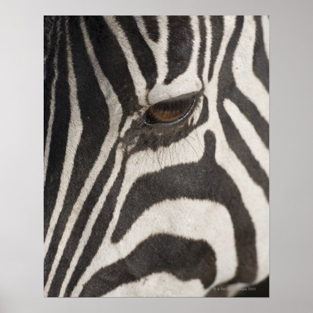 afrika, Tanzania, Ngorongoro Conservation Area Poster (Framsidan)