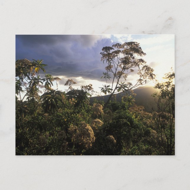 Afrika, Tanzania, Ngorongoro Conservation Area Vykort (Framsida)