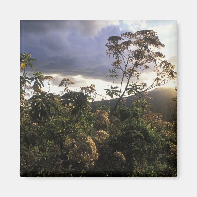 Afrika, Tanzania, Ngorongoro naturvårdsområde, Magnet (Framsidan)