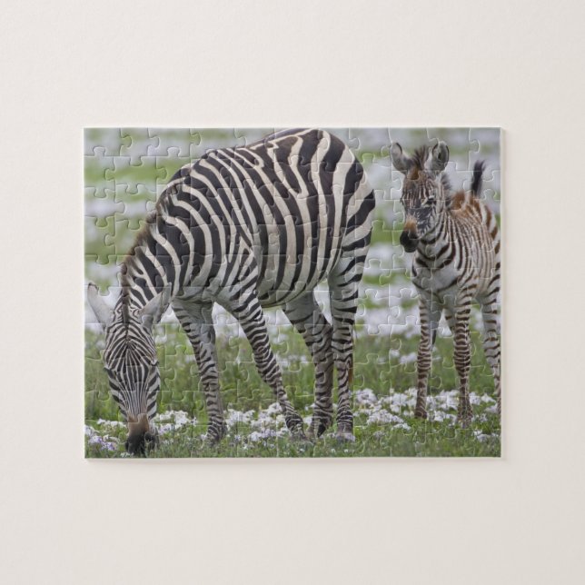 Afrika. Tanzania. Sebrafö och föl Pussel (Horisontell)