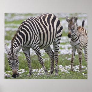 Afrika. Tanzania. Sebramor och colt på Poster