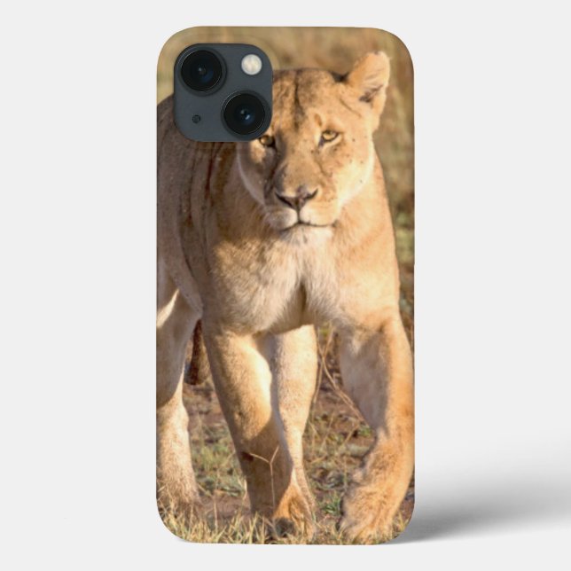 Afrika, Tanzania, Serengeti. Lejon och lejoninna (Baksida)
