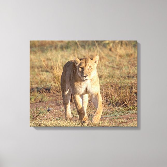 Afrika, Tanzania, Serengeti. Lejon och lejoninna Canvastryck (Framsida)