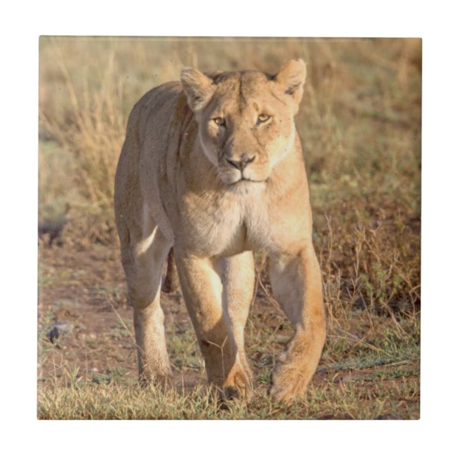 Afrika, Tanzania, Serengeti. Lejon och lejoninna Kakelplatta (Framsidan)
