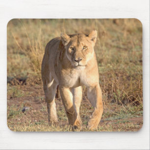 Afrika, Tanzania, Serengeti. Lejon och lejoninna Musmatta
