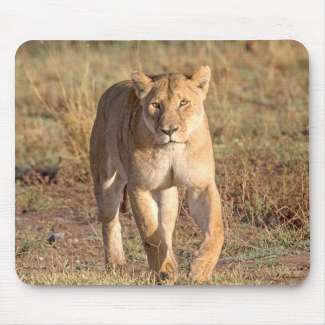 Afrika, Tanzania, Serengeti. Lejon och lejoninna Musmatta (Framsidan)