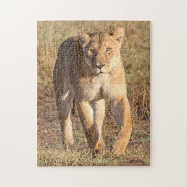 Afrika, Tanzania, Serengeti. Lejon och lejoninna Pussel (Vertikal)