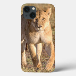 Afrika Tanzania, Serengeti. Lejont och Lioness