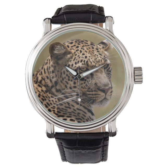 Afrika, Tanzania, Serengeti. Leopard Armbandsur (Framsida)