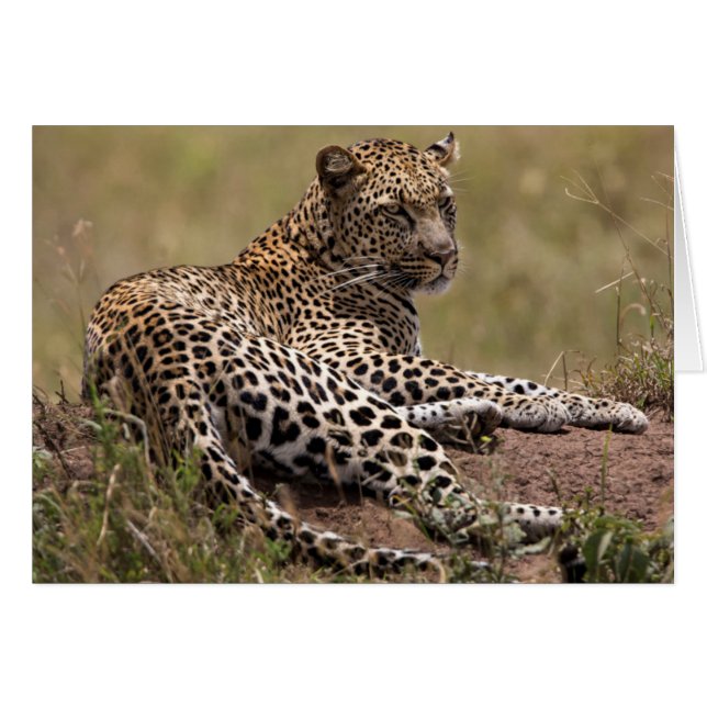 Afrika, Tanzania, Serengeti. Leopard Hälsningskort (Framsidan Horizontal)
