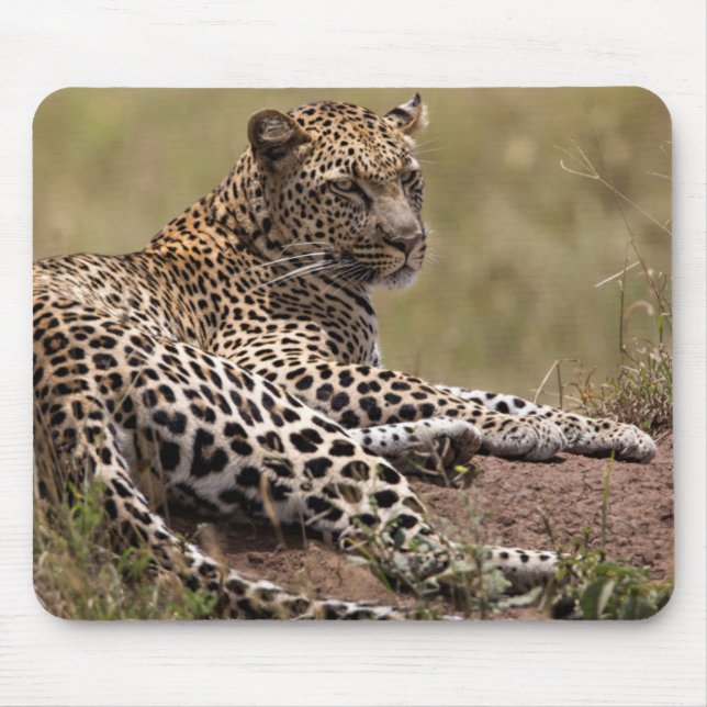 Afrika, Tanzania, Serengeti. Leopard Musmatta (Framsidan)